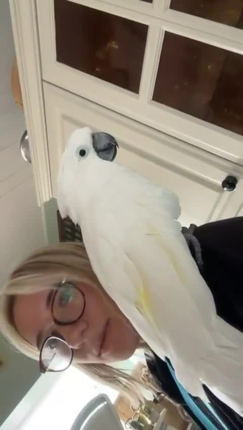 Cockatoo birds for sale: Pure white cockatoo female   in Beckermet - Video 3