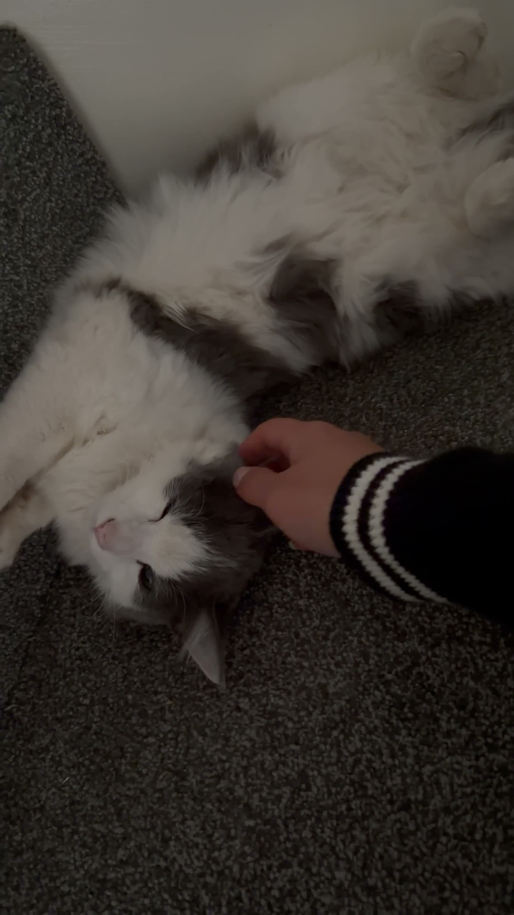 British Longhair cats for sale: Very beautiful female cat  - Video 2
