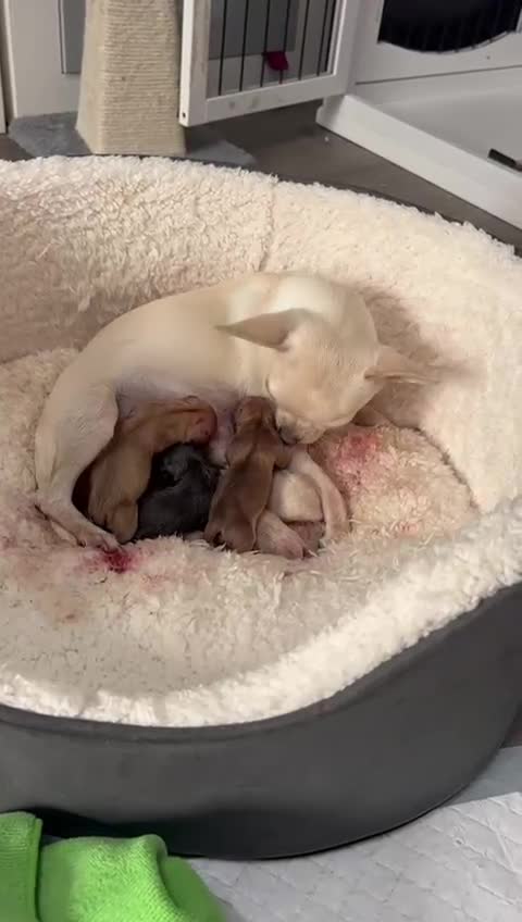 Chihuahua dogs for sale: Pure breed chihuahua puppies  - Video 2