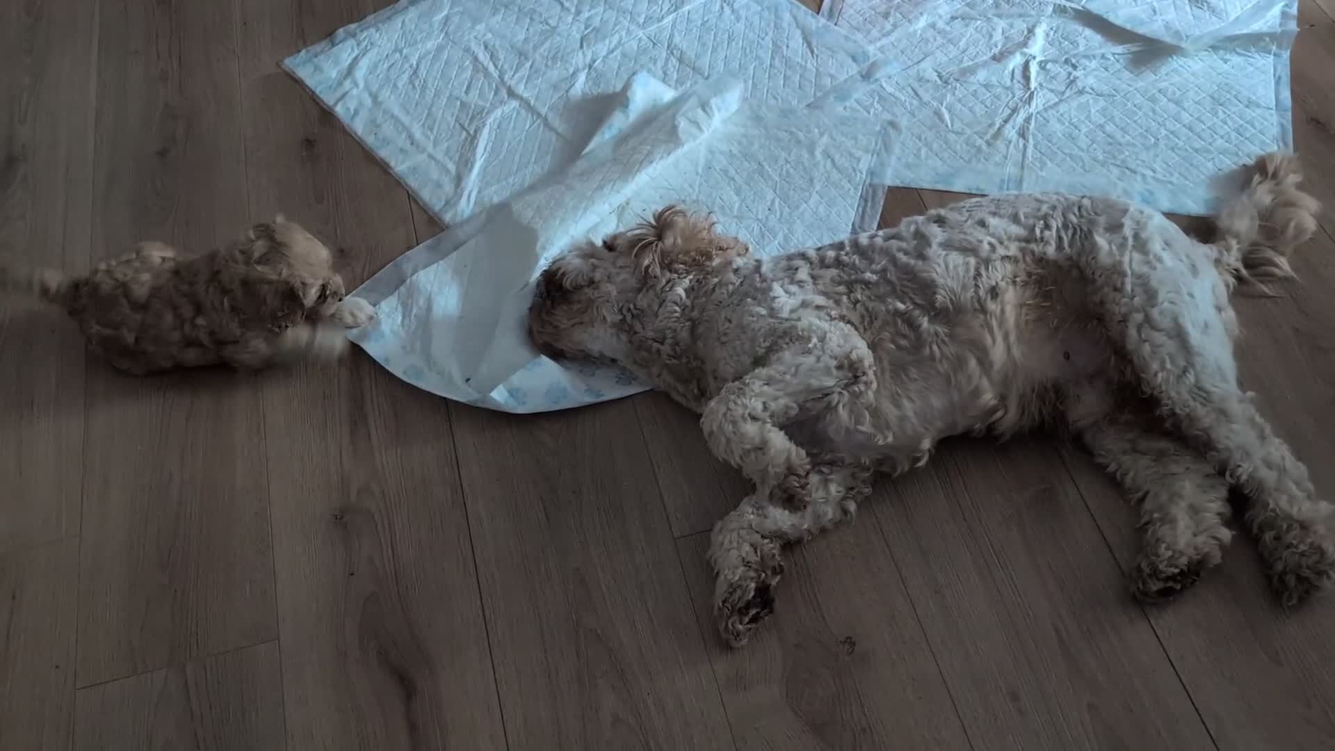 Cavapoo dogs for sale: Cavapoo puppies  - Video 1