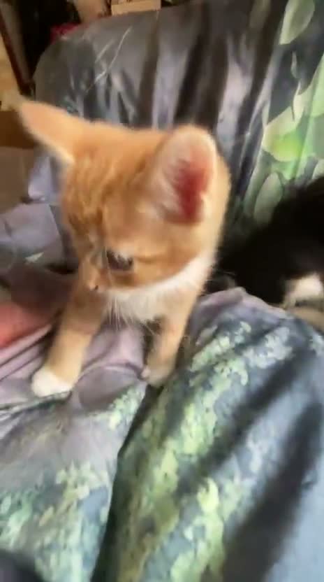 Mixed Breed cats for sale: Velvet kisses  - Video 3