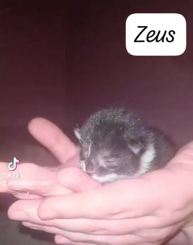 Mixed Breed cats for sale: 3 Male Kittens in Hull - Video 2