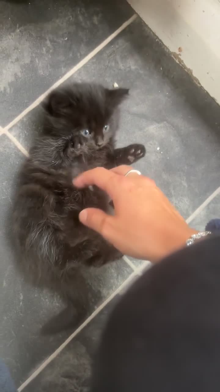 Mixed Breed cats for sale: 4 female kitten  - Video 1