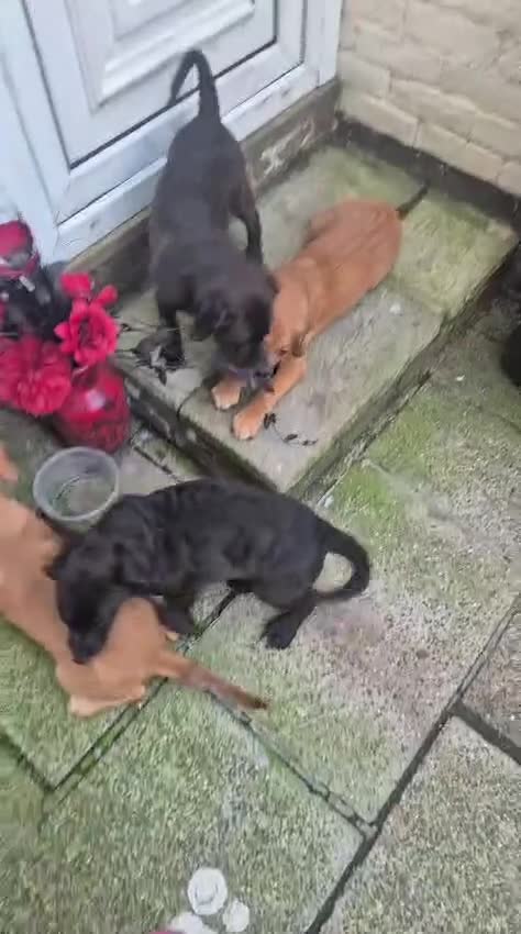 Mixed Breed dogs for sale: Dogue de Bordeaux x borador - Video 1