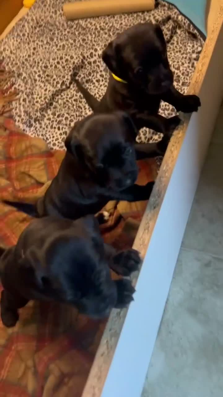 Mixed Breed dogs for sale: 2 female Patterpoos - Video 3