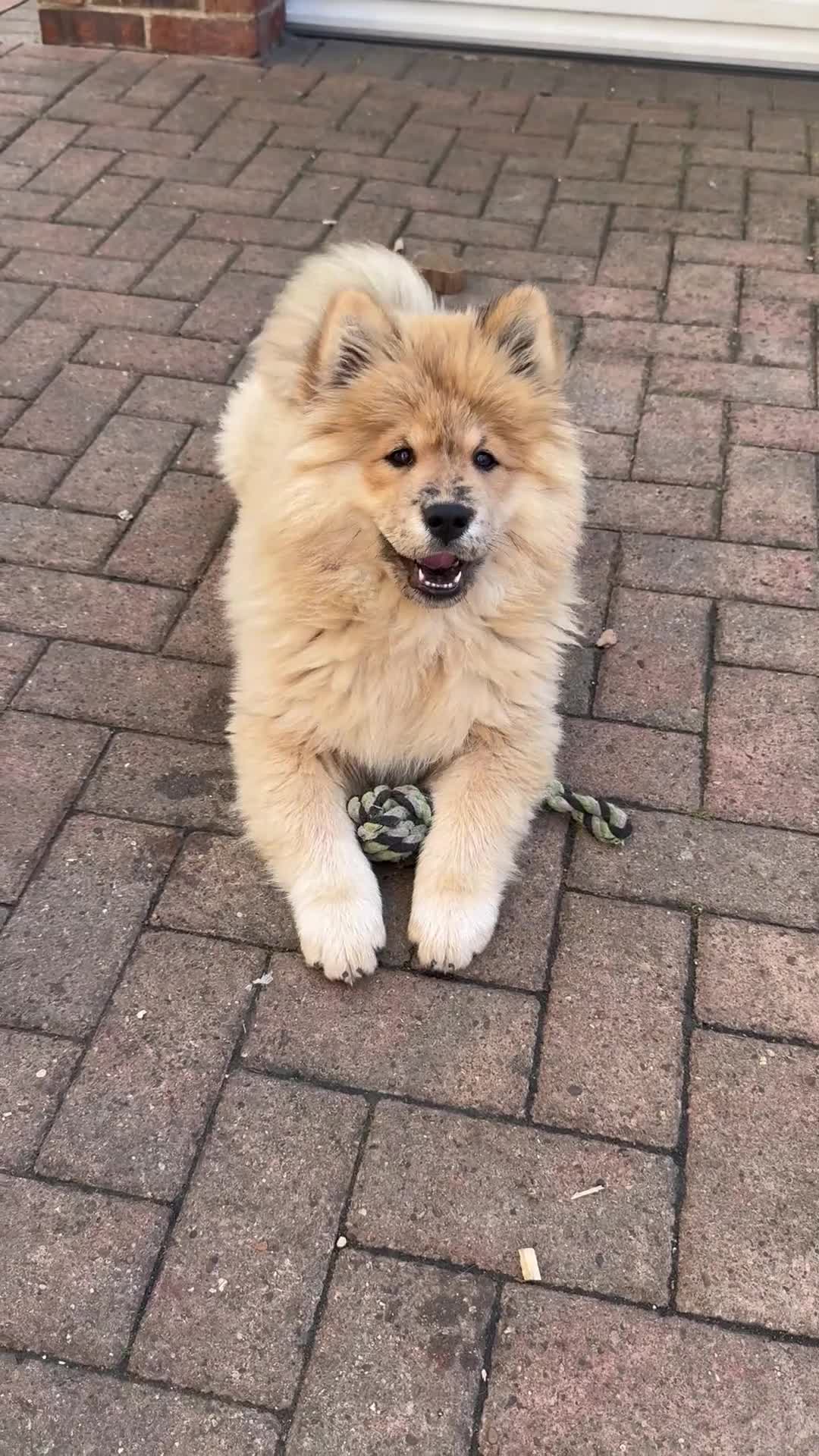 Chow Chow dogs for sale:  🐾 LAST TWO Ready to go STUNNING GIRL chow chows* - Video 3