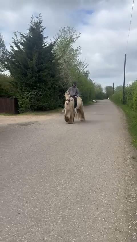Irish Cob horses for sale: Traditional San Cler gypsy cob in Northolt - Video 1