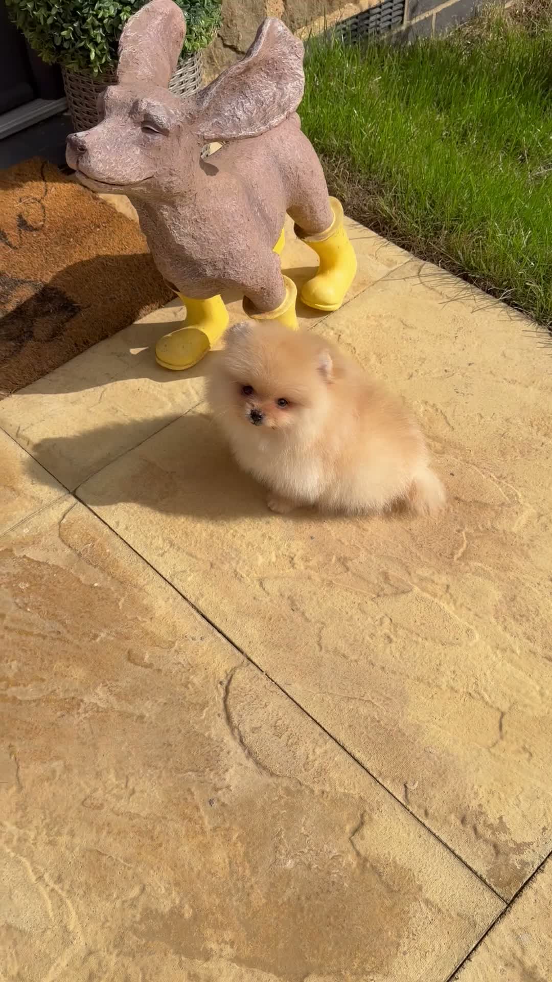 Pomeranian dogs for sale: Beautiful Poms - Video 5