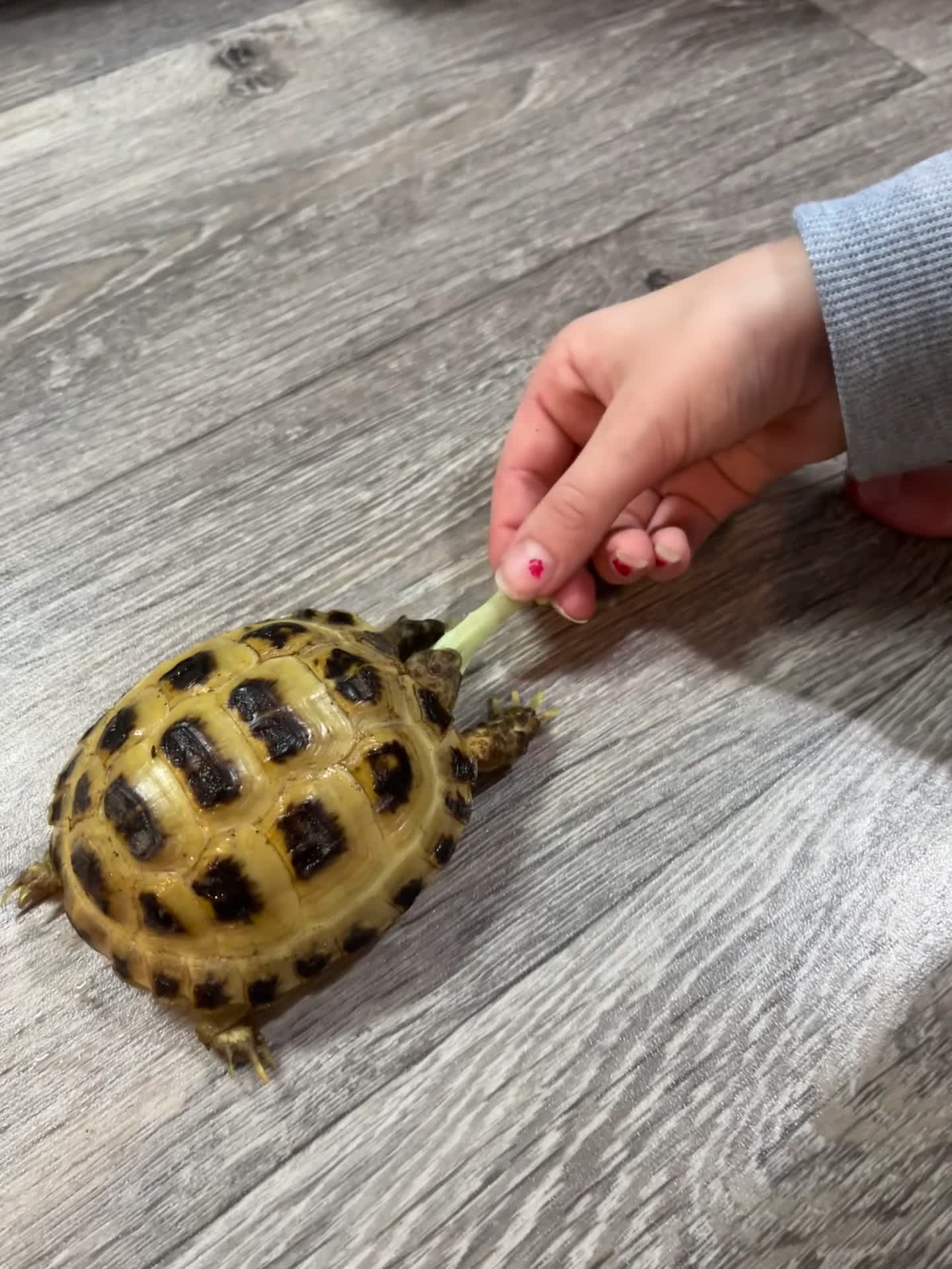 Tortoise reptiles for sale: Horsefield Tortoise in Alford - Video 1