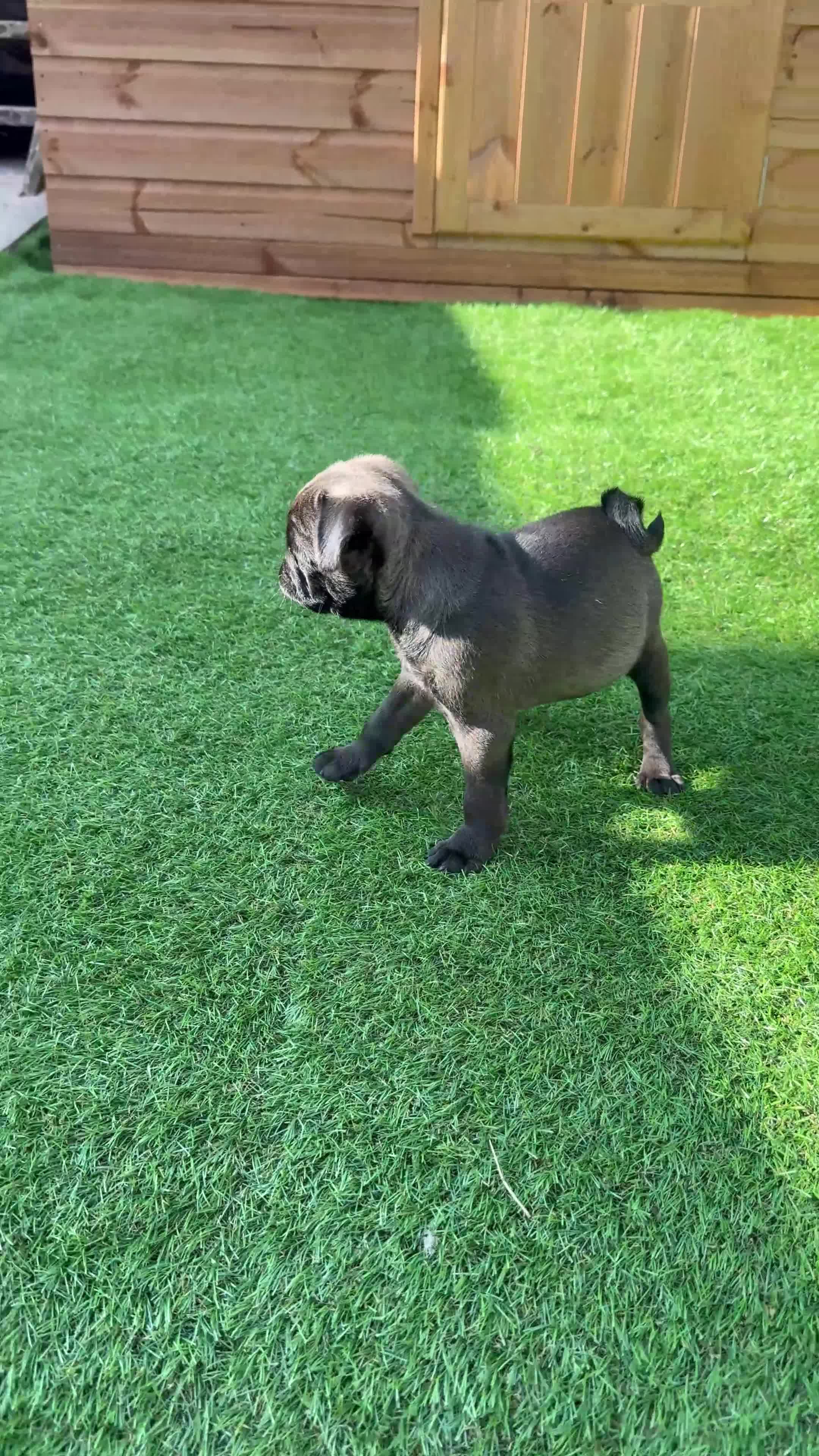 Pug dogs for sale: Siera - Video 1