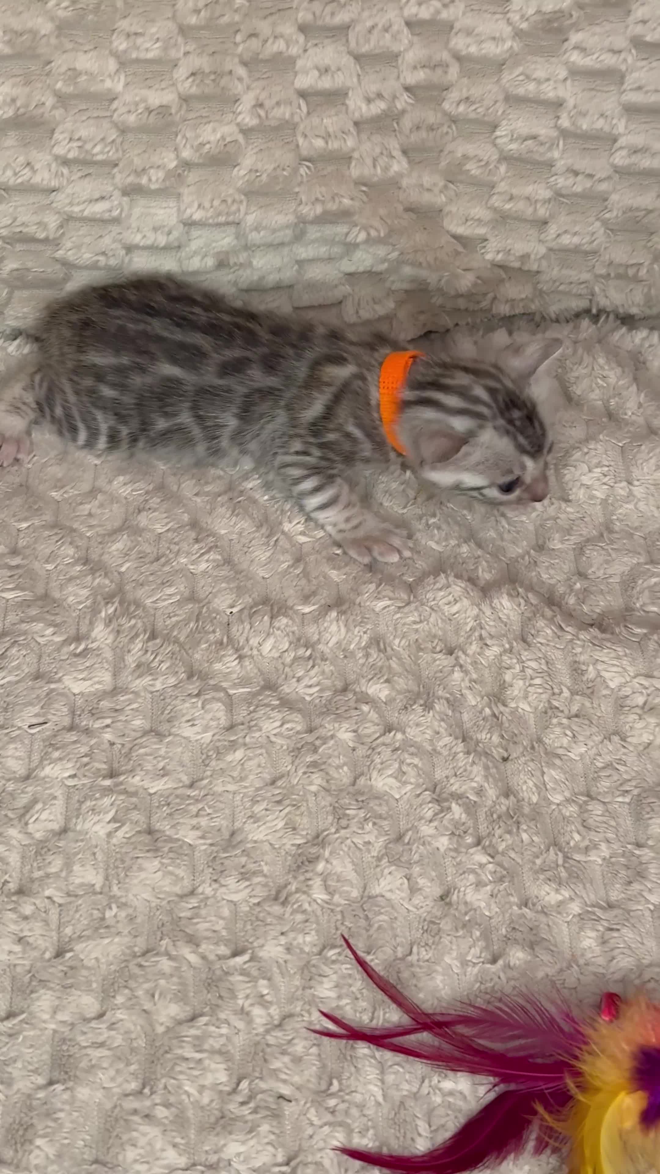 Bengal cats for sale: Pure Bengal kittens for sale  - Video 3