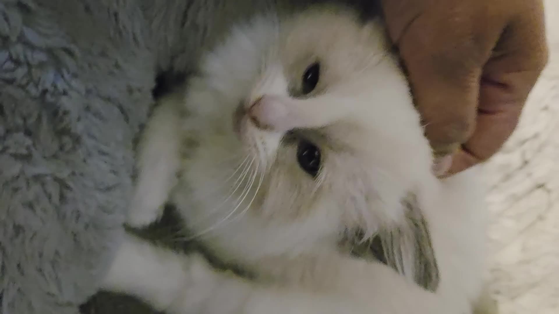 Ragdoll cats for sale: Beautiful Ragdoll Kittens only 1 left 💖 - Video 2