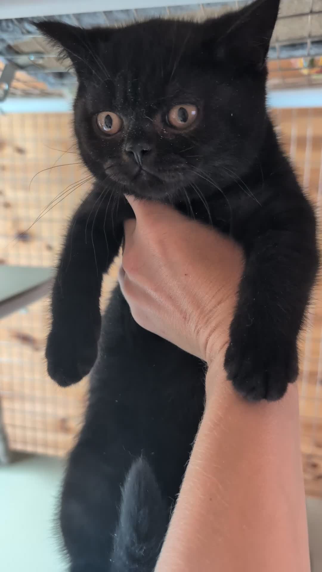British Shorthair cats for sale: Ready now BSH kittens - Video 1