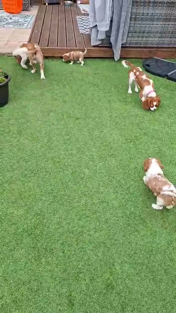 Cavalier King Charles Spaniel dogs for sale: 2 cavalier king charles - Video 1