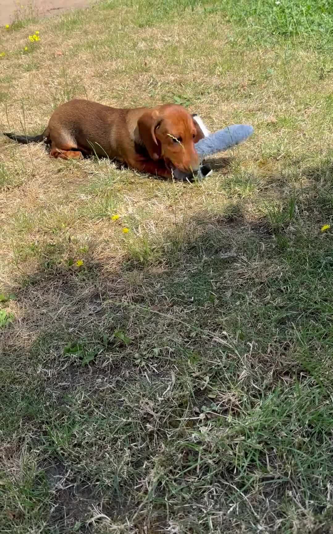 Dachshund dogs for sale: Wire haired & smooth recessives dachshunds - Video 4