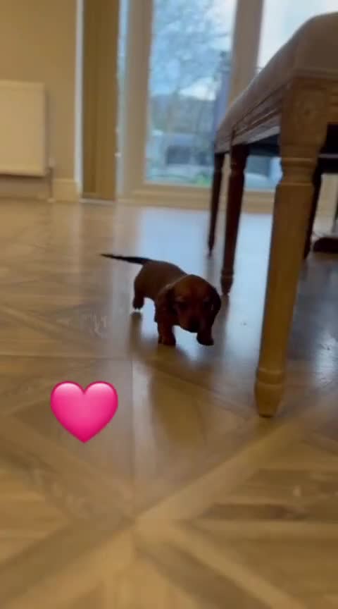 Miniature Dachshund dogs for sale: Shaded cream L/hair Health Tested Mini Dachshund❤️ - Video 3