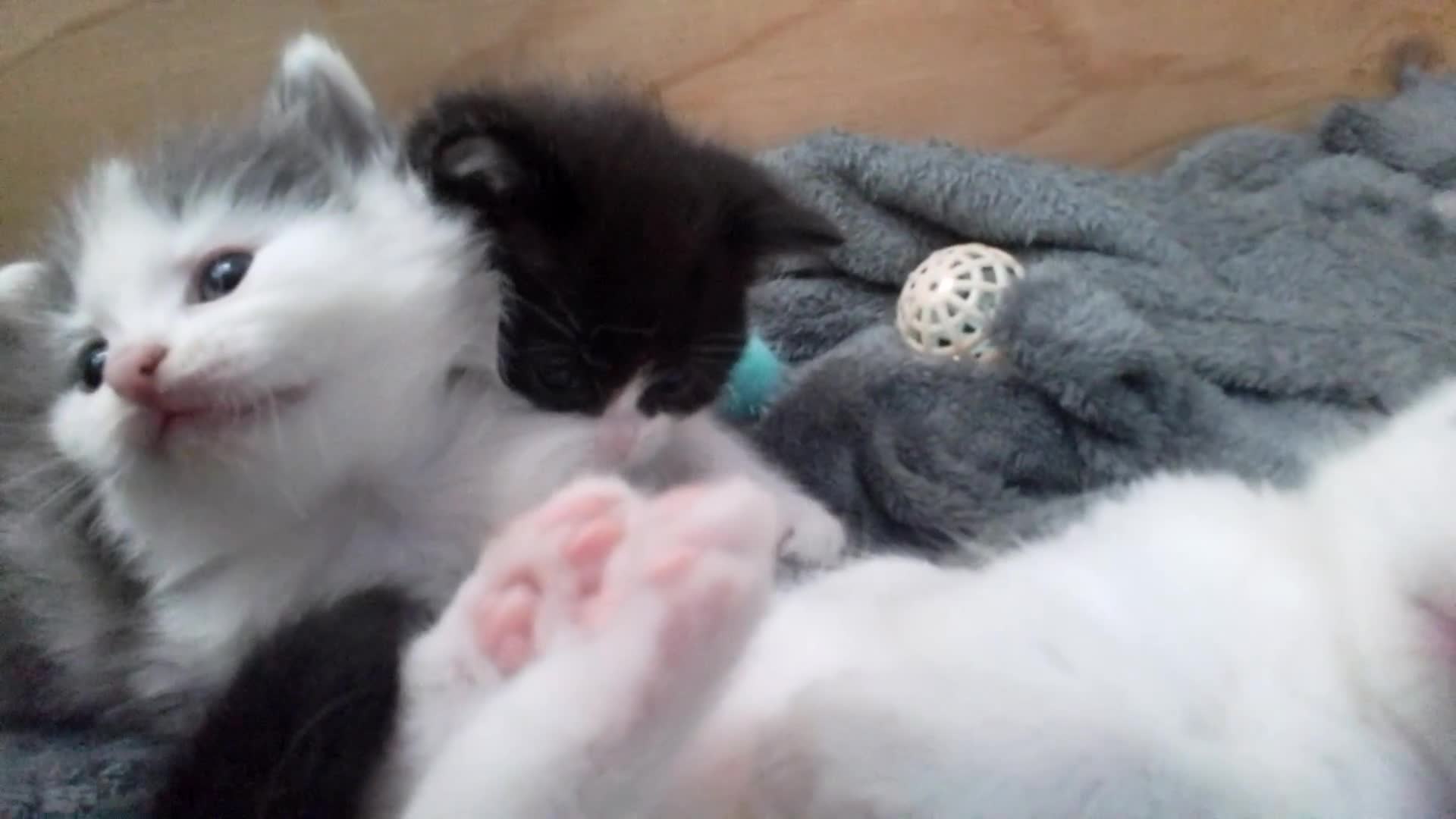 Ragdoll cats for sale: ragdoll X kittens £150 ready Now - Video 3