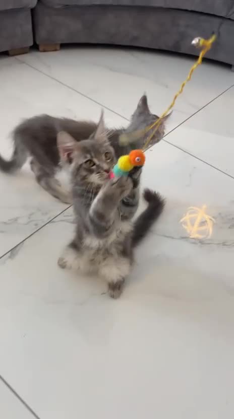 Maine Coon cats for sale: Stunning Maine Coon kittens  - Video 4