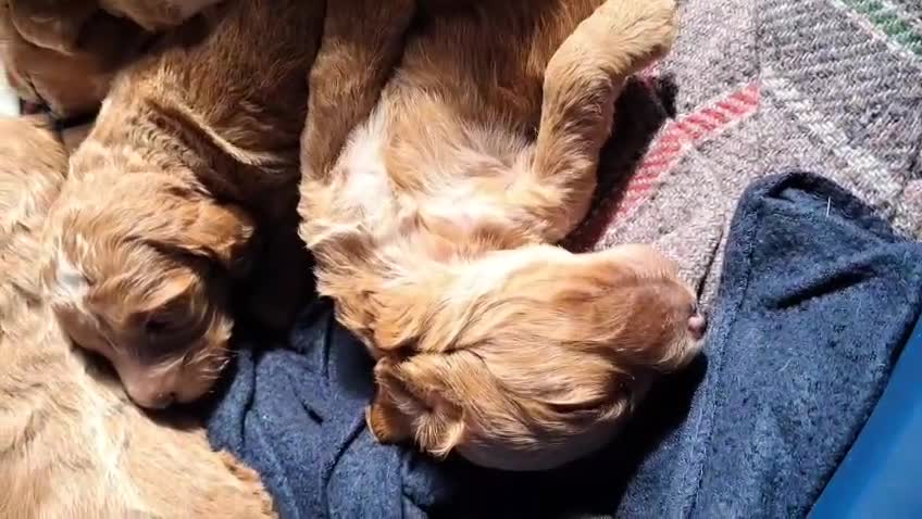 Cockapoo dogs for sale: Beautiful F1 Cockapoo puppies - Video 1
