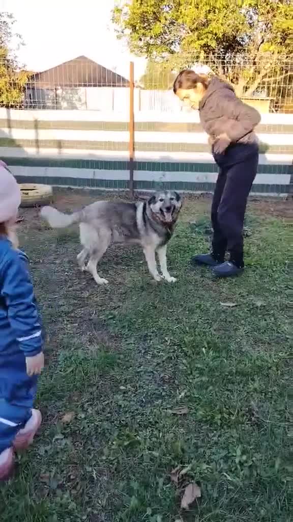 Mixed Breed dogs for adoption: Orville 💙 - Video 1