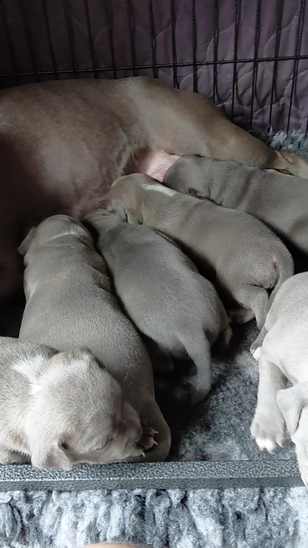 Staffordshire Bull Terrier dogs for sale: Pedigree Blue Staffordshire Bull Terrier Puppies  - Video 4