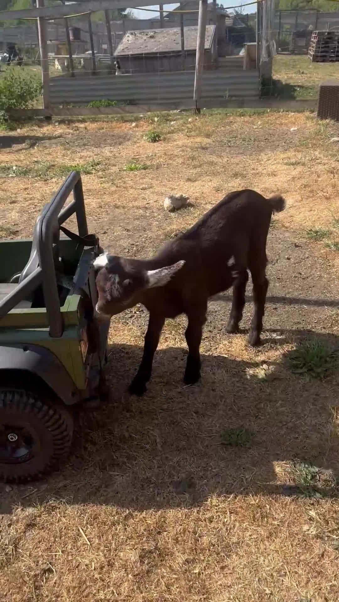 Goats livestock for sale: 2 left!!!! baby goats kids dairy males goat - Video 1