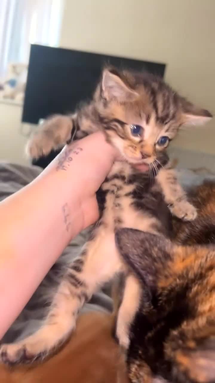 Mixed Breed cats for sale: Kittens  - Video 4