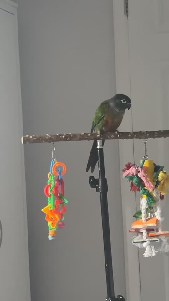 Conures birds for sale: Green cheek conure   - Video 1
