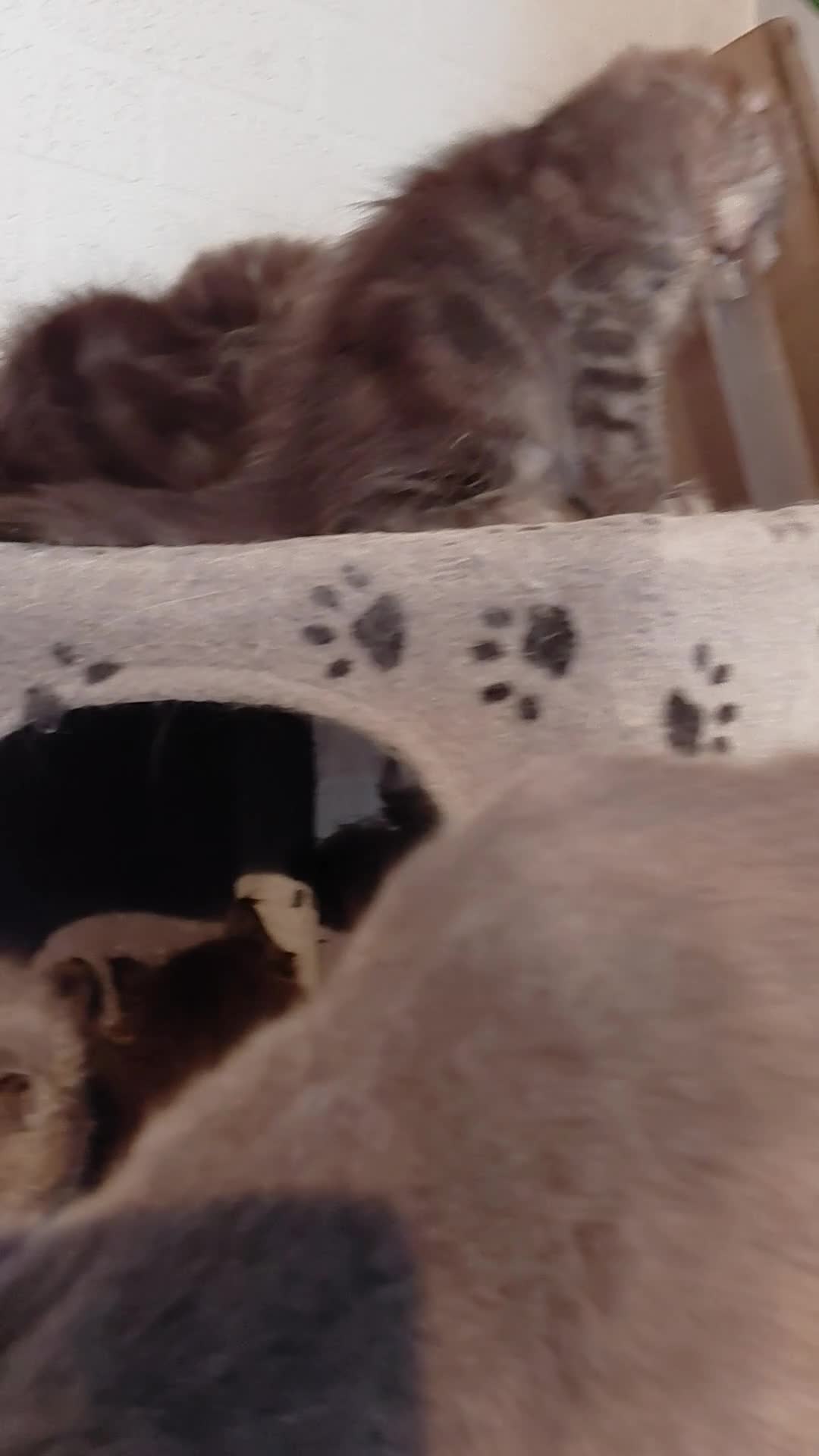 Maine Coon cats for sale: Maine Coon kittens  - Video 3