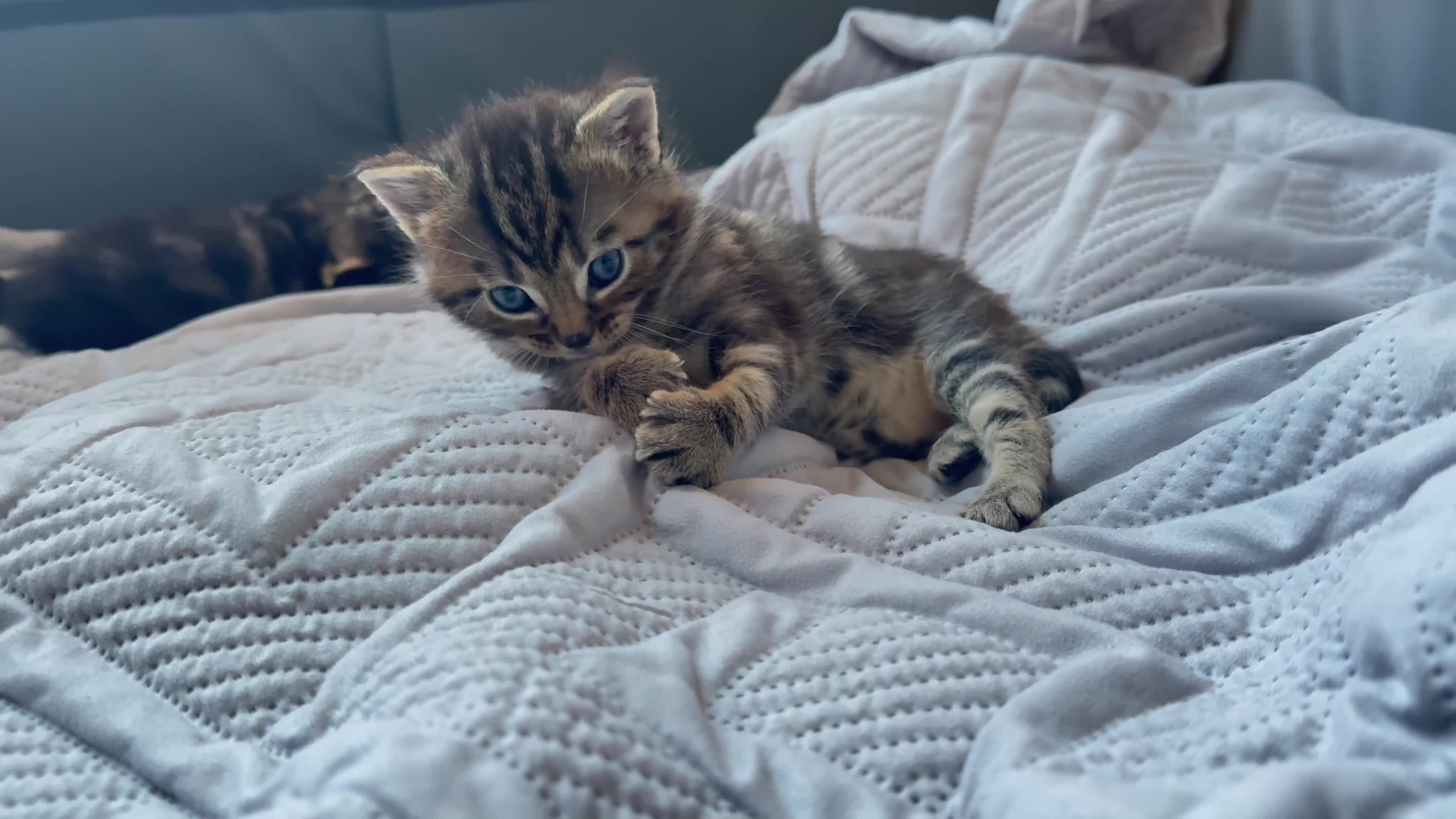 Mixed Breed cats for sale: Exceptional MaineCoonCrossKittensReady to Reserve  in Ashford - Video 2