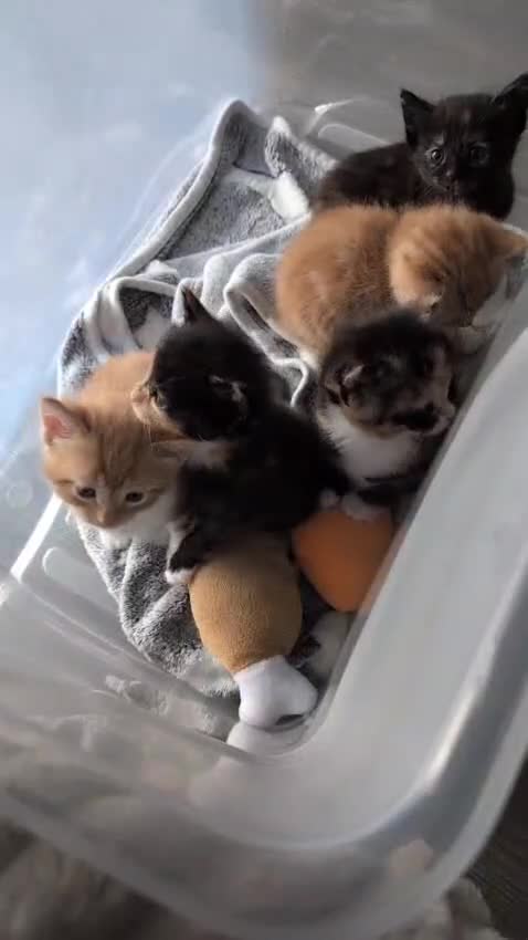 Mixed Breed cats for sale: Mixed breed kittens  in Harlow - Video 1