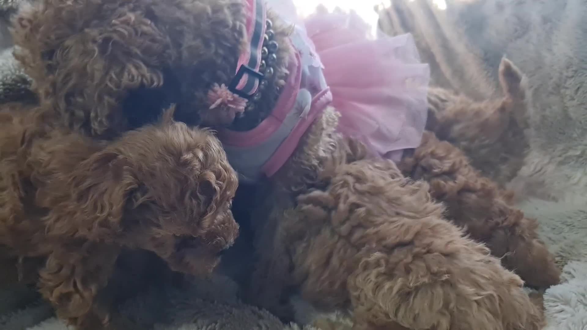 Toy Poodle dogs for sale: Tiny kc puppies,DNA&Genetic tested parents  - Video 1