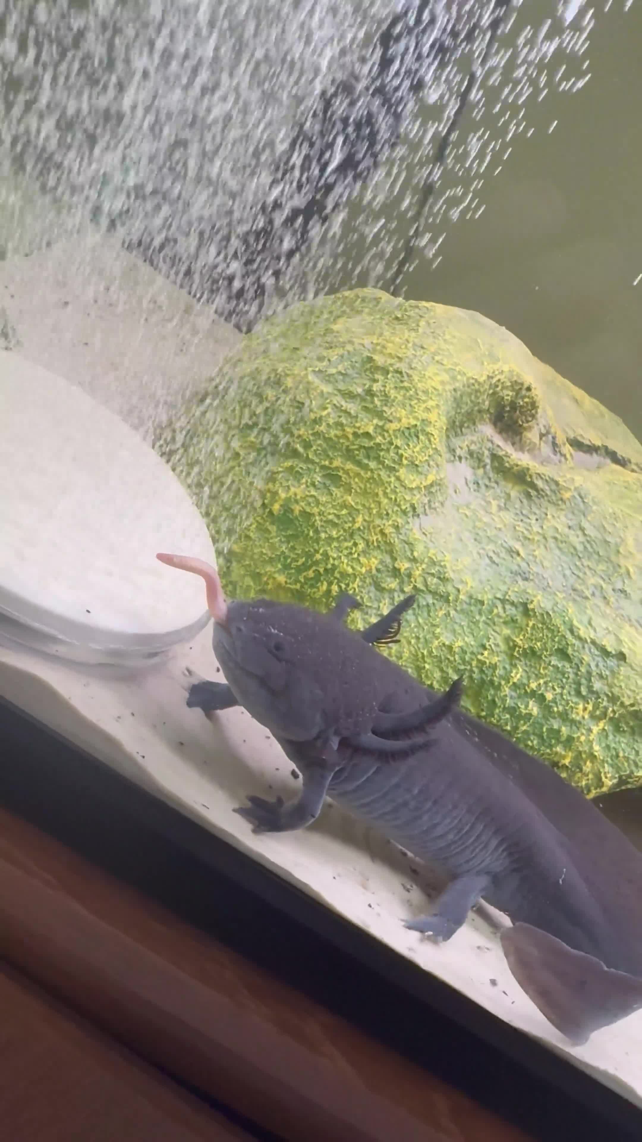 Axolotl reptiles for sale: Female black melanoid Axoltl and tank for sale  - Video 2