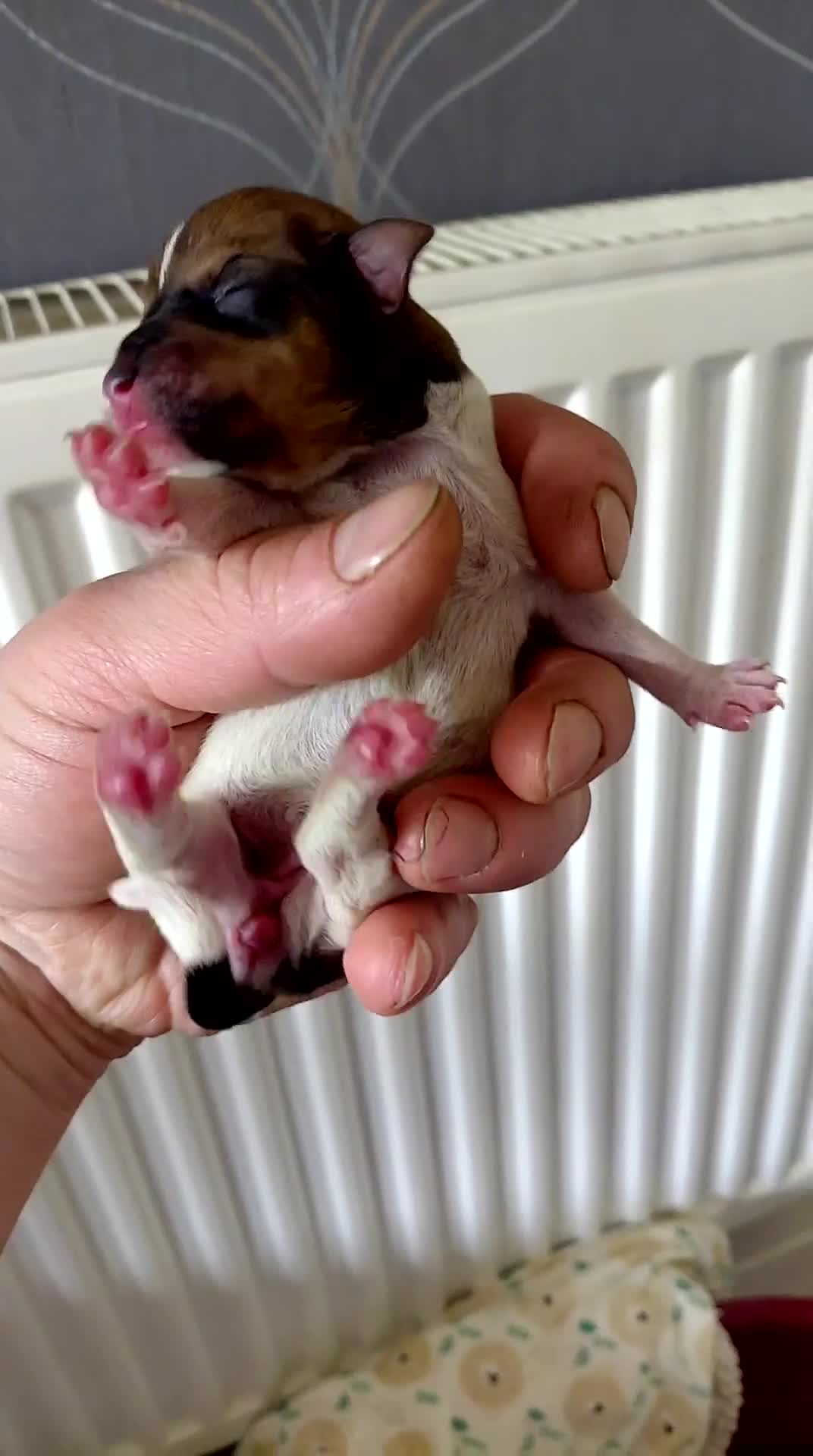 Jack Russell dogs for sale: Gorgeous miniature Jack Russell puppies  in Larkhall - Video 3