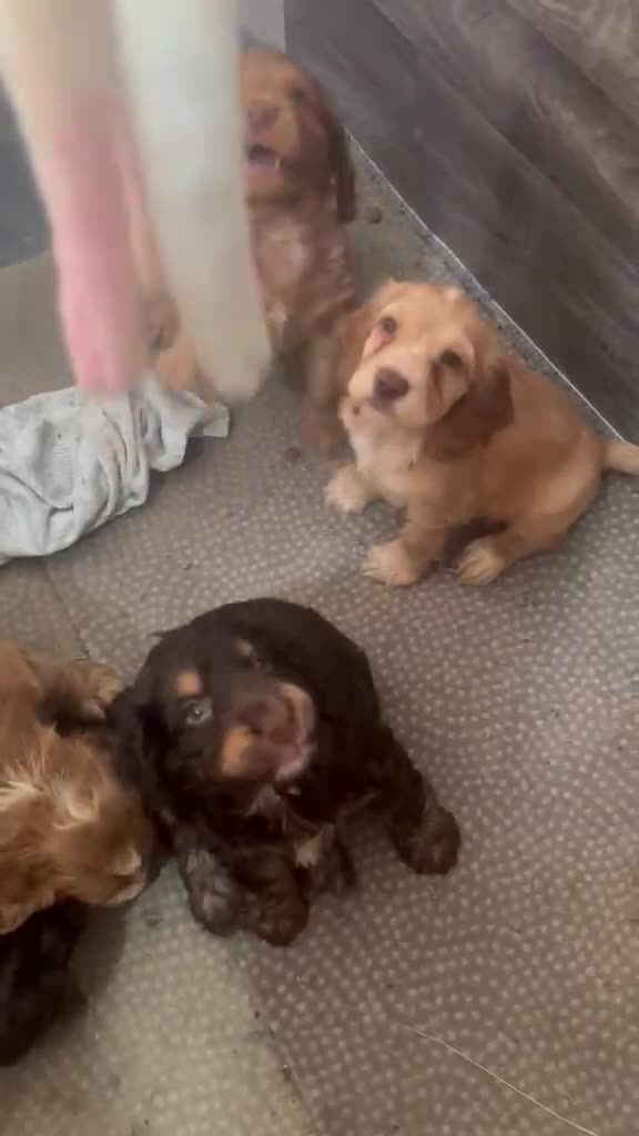 Cocker Spaniel dogs for sale: Full pedigree long silky show cocker spaniels  - Video 3