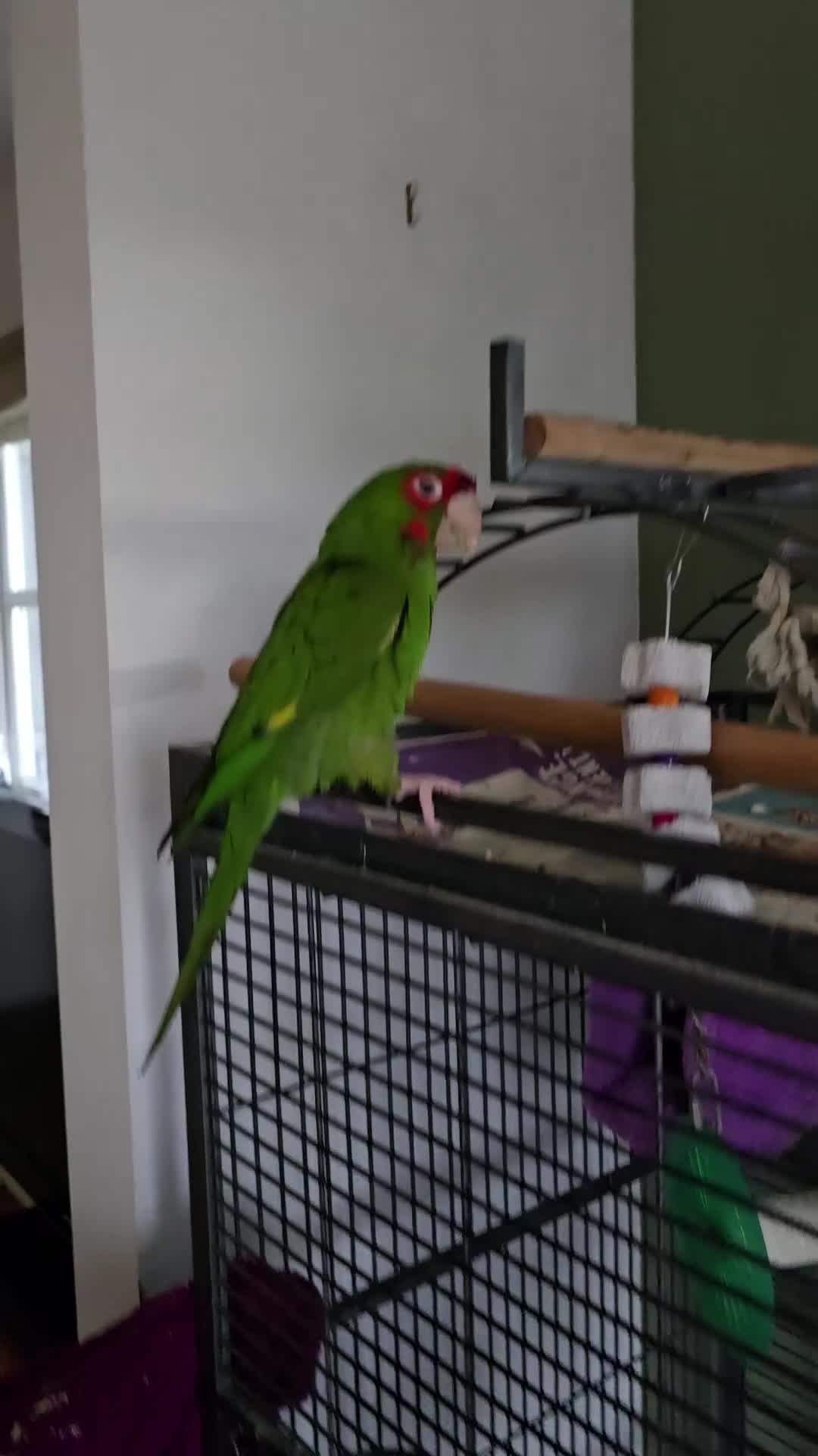 Conures birds for sale: Mitred Conure  - Video 1