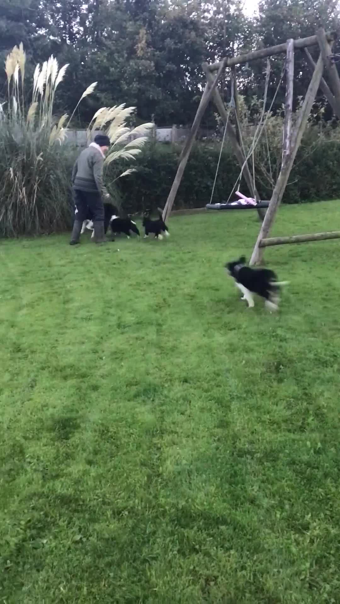 Border Collie dogs for sale: Border collie pups for sale - Video 3