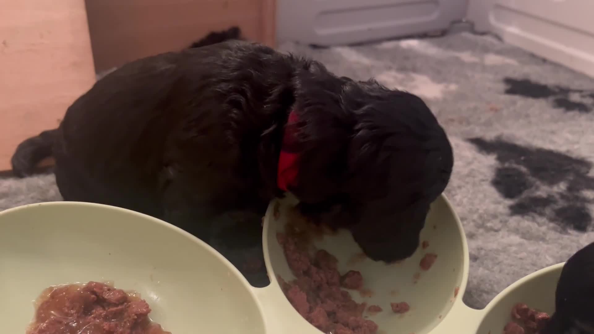 Cavapoo dogs for sale: ONLY our clever little Ricki left!  - Video 2