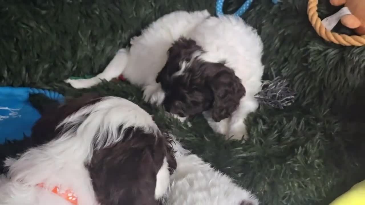 Sproodle dogs for sale: 💫💗Last Gorgeous Sproodle Girl🐾 Available🐶🩷🐾 - Video 2
