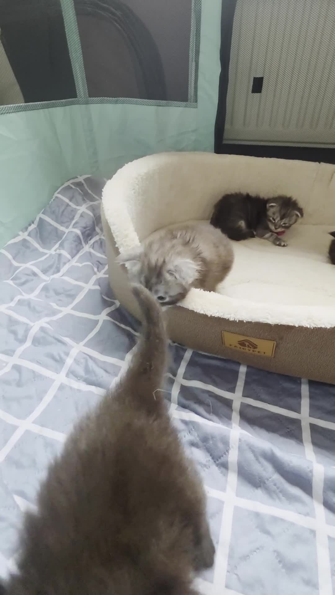 Maine Coon cats for sale: Maine coon kittens  - Video 3