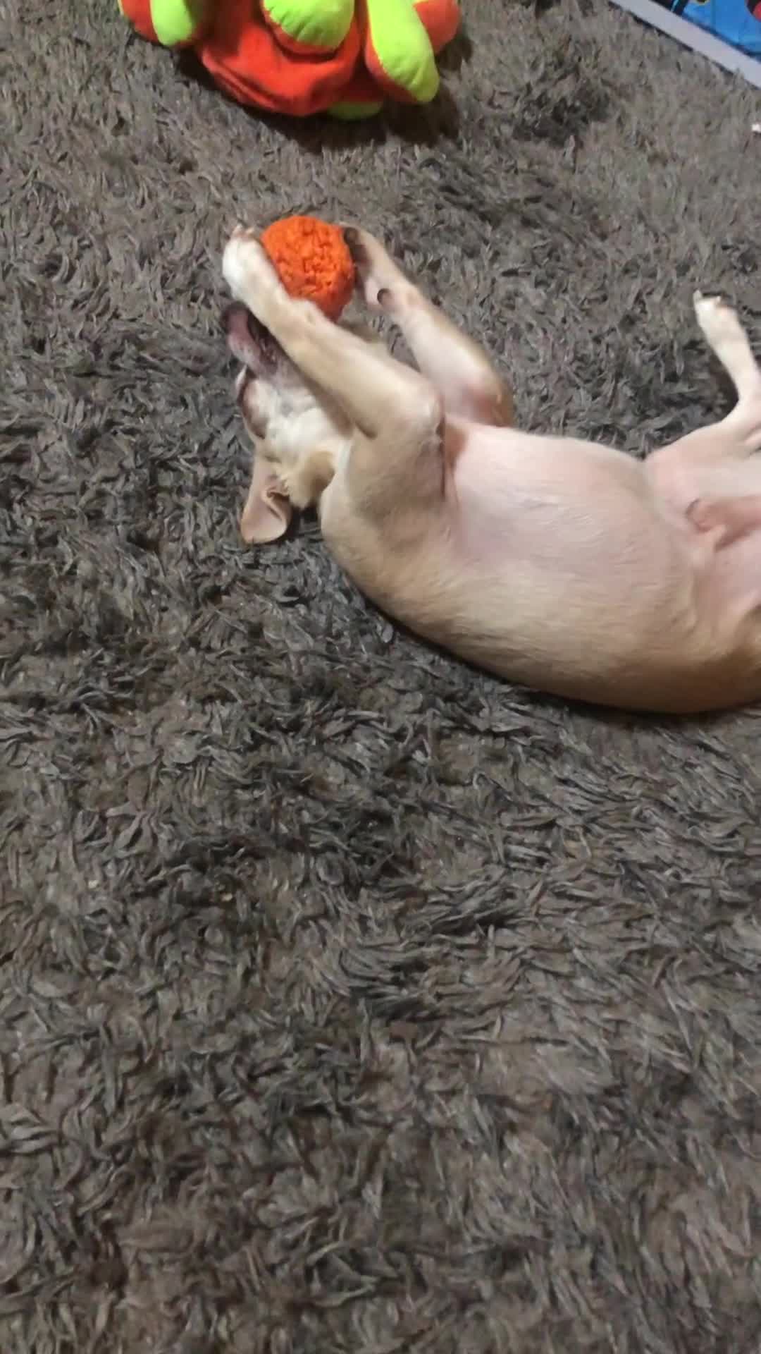 Chihuahua dogs for sale: Chihuahua  - Video 1