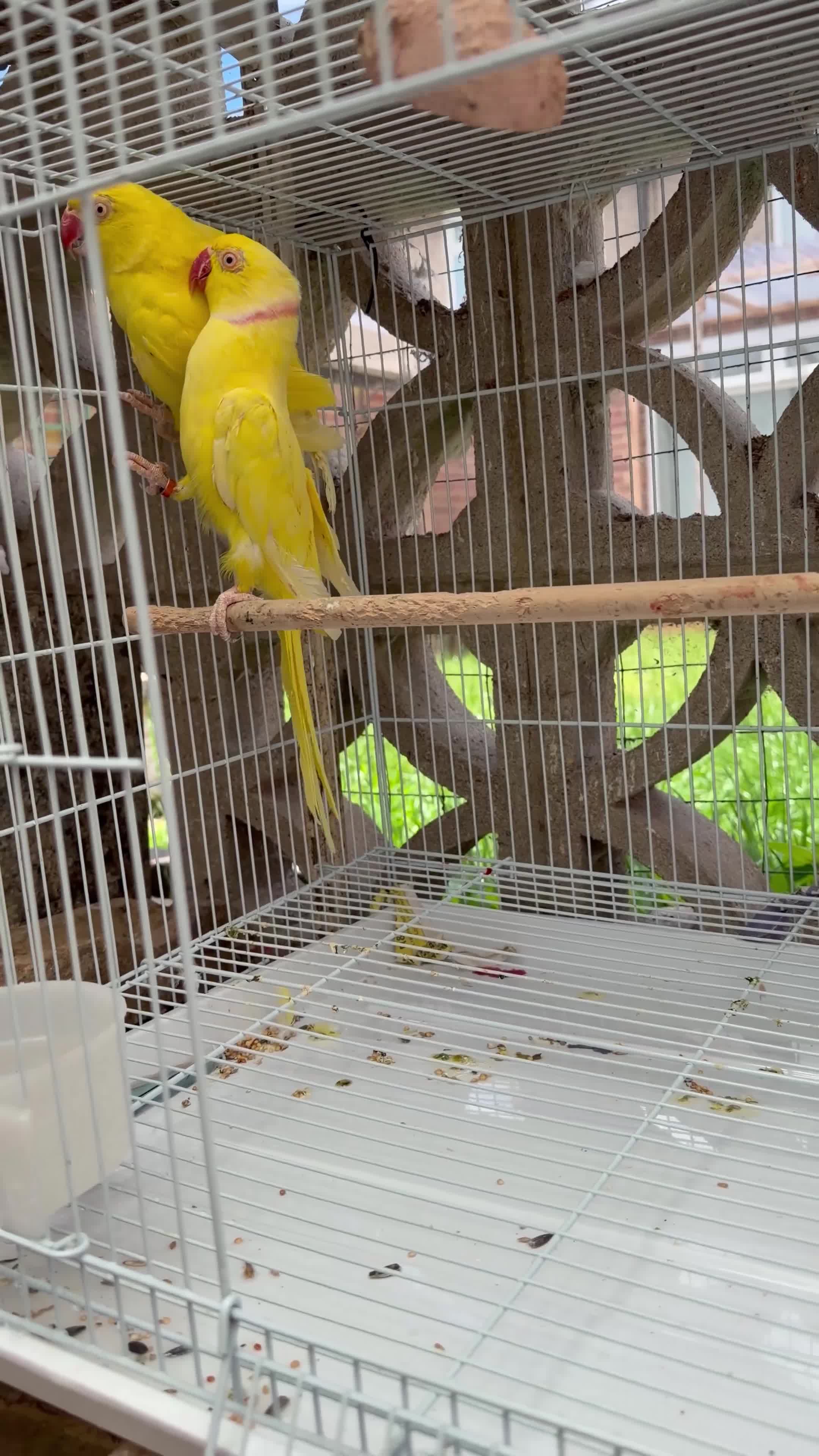 Ringnecks birds for sale: 2 pairs of Ring Neck - Video 2