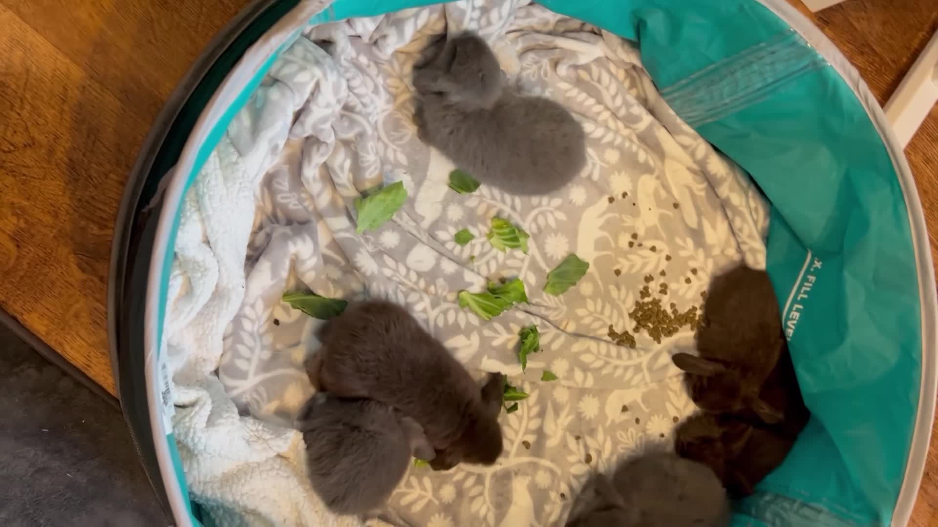 Mini Lop rabbits for sale: Pure Mini Lop Baby Rabbits  - Video 3