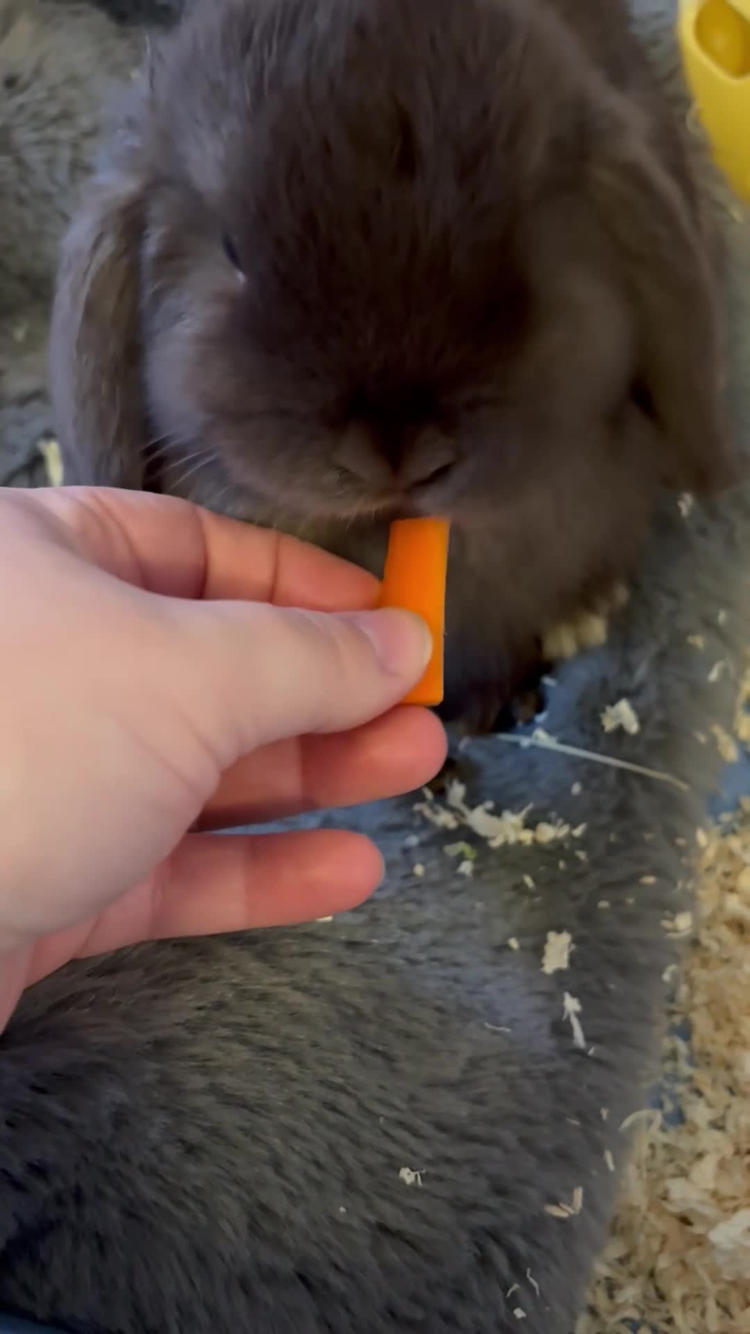 Mini Lop rabbits for sale: Mini Lop bunny - Video 1