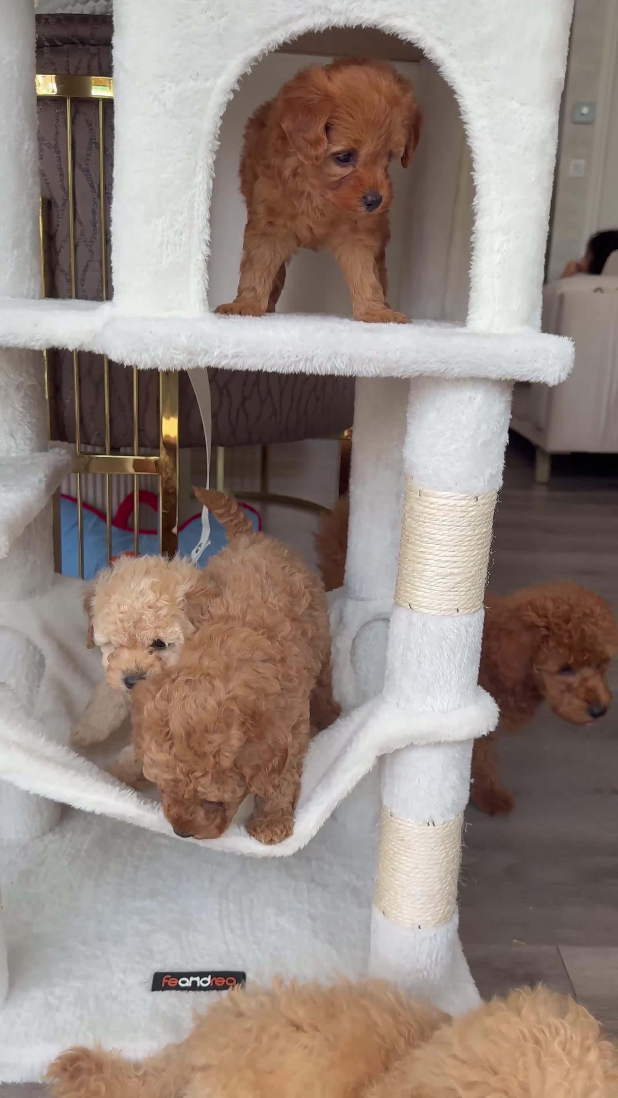 Toy Poodle dogs for sale: The cutest Toy poodle puppies - Video 1