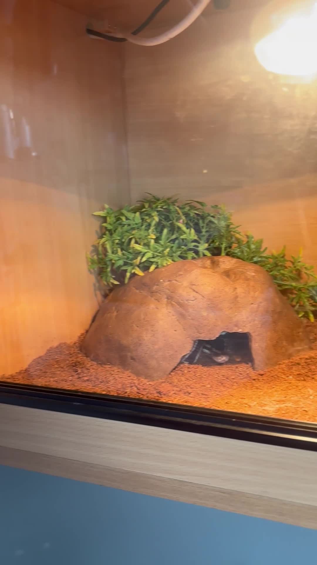 Python Snake reptiles for sale: Royal Python - Video 1