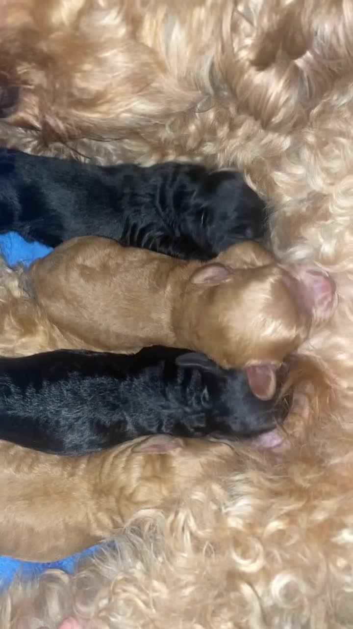 Cockapoo dogs for sale: Mini cockapoo f2  - Video 2