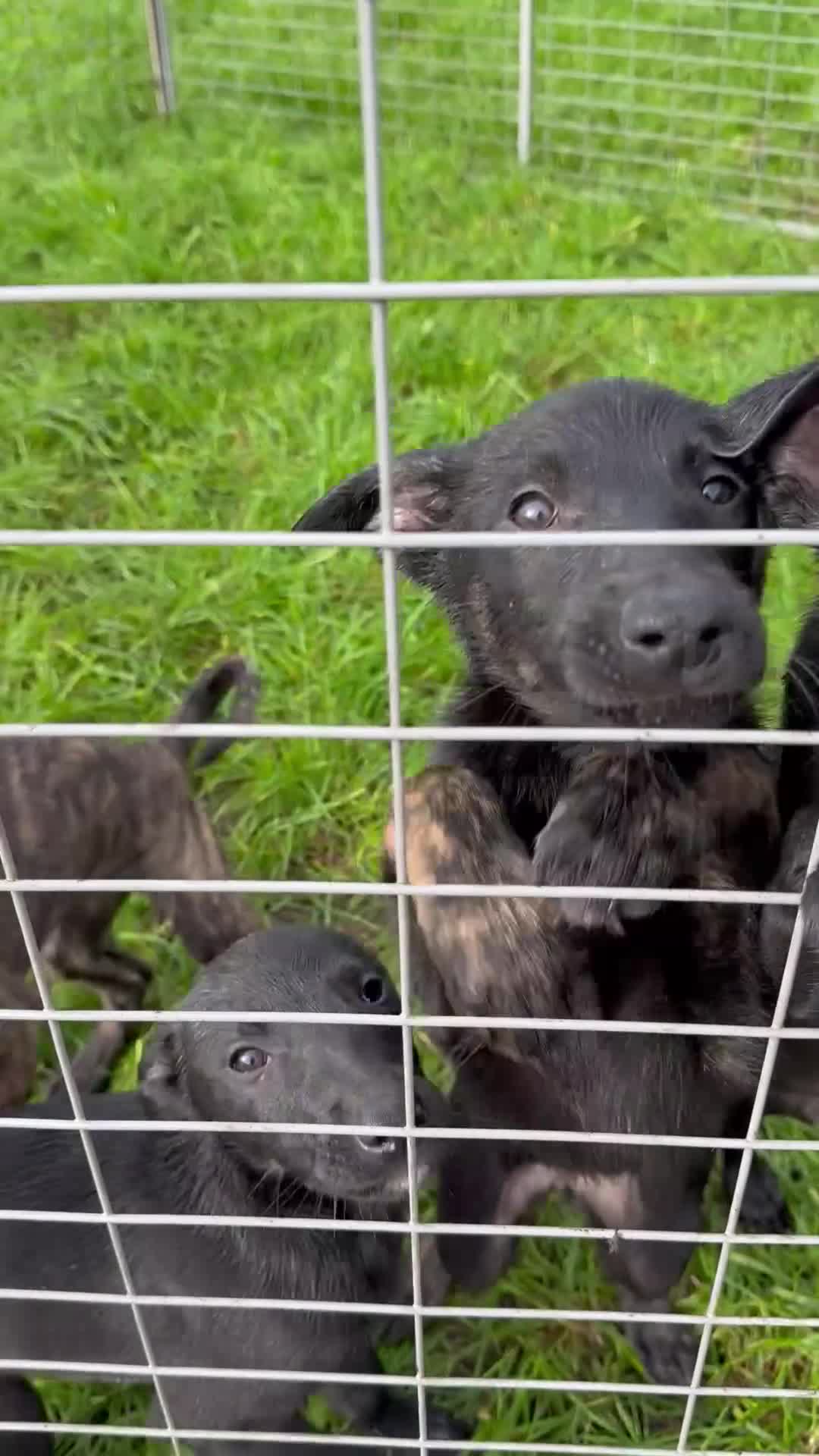 Mixed Breed dogs for sale: Belgian malinios x bullwhippet pups  - Video 1