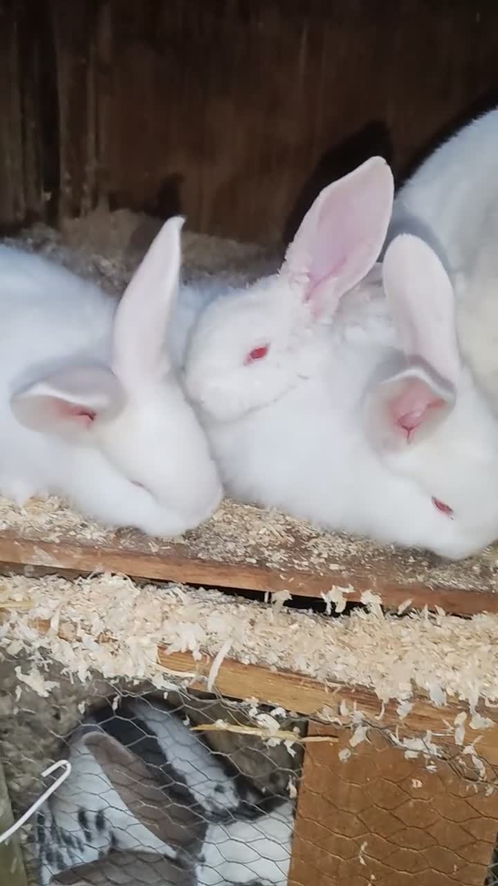 New Zealand rabbits for sale: Pure gorgeous new Zealand white rabbit  - Video 1