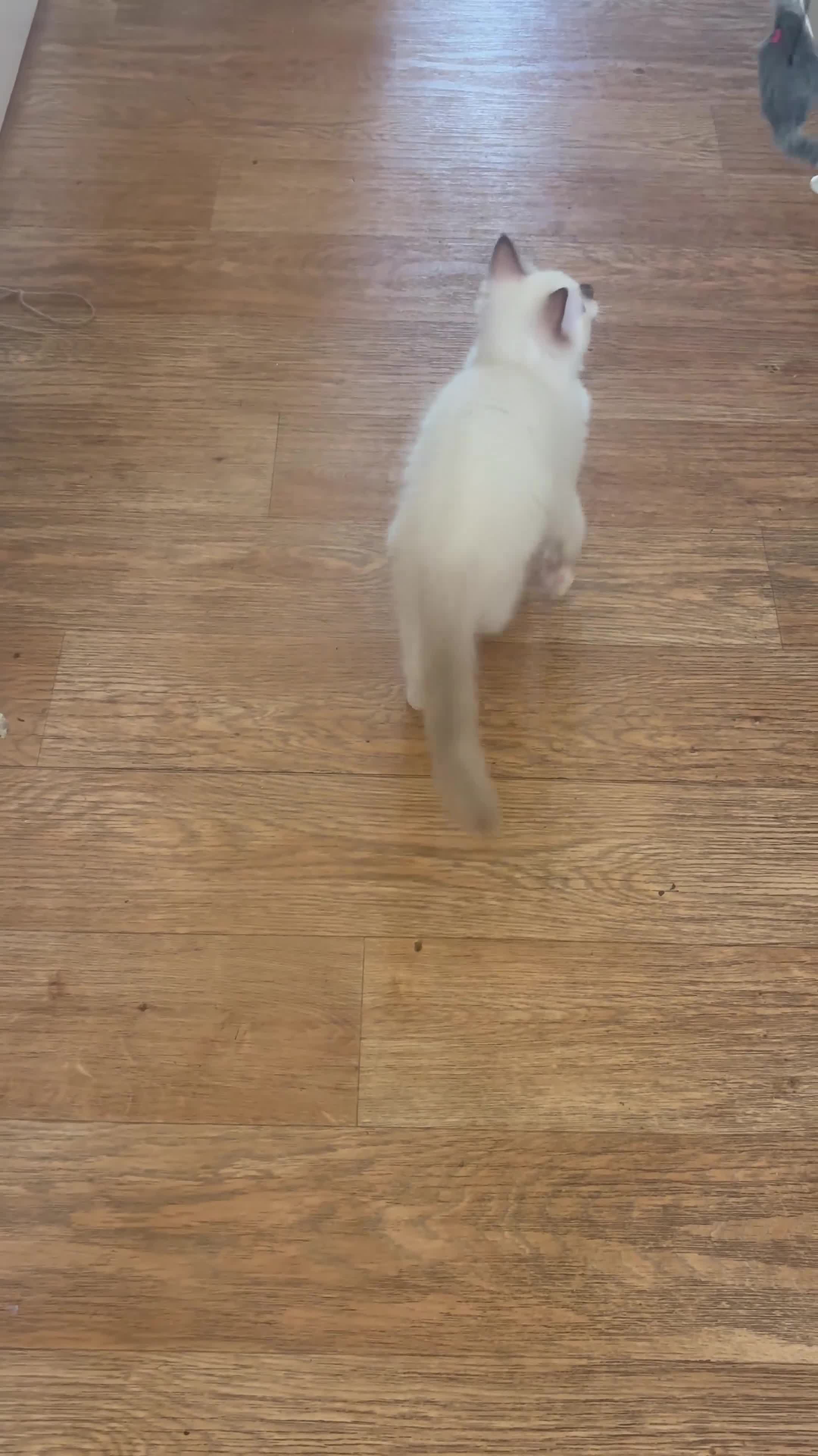Ragdoll cats for sale:  🎀DNA Clear🧡TICA Reg🧡Ragdoll Kitten🎀 - Video 1